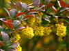 Berberis thunbergii/ Berberis 