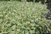 Cornus alba 'Elegantissima'/ Rysk kornell, brokbladig 