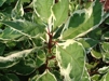 Cornus alba 'Elegantissima'/ Rysk kornell, brokbladig 