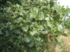 Alnus glutinosa/ Klibbal