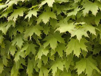 Acer platanoides/ Skogslönn