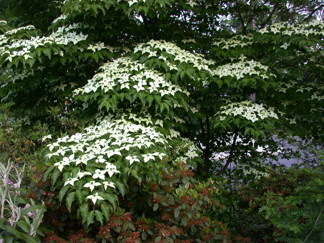 Cornus kousa 'chinensis'/ kinesisk blomsterkornell