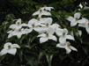 Cornus kousa 'chinensis'/ kinesisk blomsterkornell