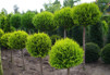 Chamaecyparis lawsoniana 'Ivonne'/ Ädelcypress på stam