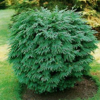Chamaecyparis lawsoniana 'Globosa'/ Ädelcypress