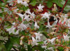 Abelia grandiflora 'Conti' (Confetti)
