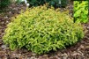 Abelia grandiflora 'Kaleidoscope'