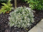 Abelia grandiflora 'Conti' (Confetti)