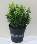 Buxus sempervirens/ Buxbom ( häck )