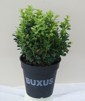 Buxus sempervirens/ Buxbom ( häck )
