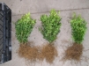 Buxus sempervirens/ Buxbom ( häck ) - 20-25 cm
