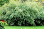 Fargesia rufa