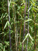 Fargesia sp.'Jiu 9'