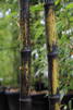 Phyllostachys nigra/Svart bambu
