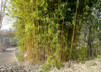 Phyllostachys aurea 'Aureocaulis'/