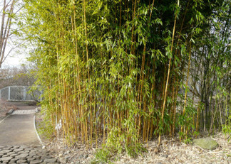 Phyllostachys aurea 'Aureocaulis'/