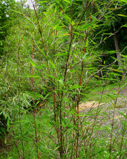 Fargesia sp.'Jiu Genf'