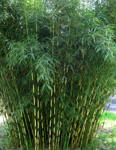 Fargesia robusta