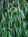 Fargesia denudata 'Xian 1'
