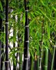 Phyllostachys nigra/Svart bambu