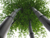 Phyllostachys nigra/Svart bambu