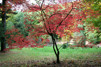Acer japonicum ' Aconitifolium'