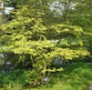 Acer japonicum ' Aconitifolium'