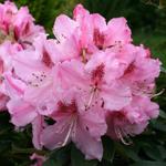 Rhododendron ' Albert Schwietzer'