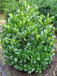 Prunus l. 'Mano' (extra)