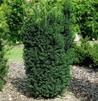 Taxus media 'Hillii'/Pelaridegran