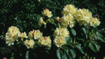 Rhododendron ' Elsie Straver'