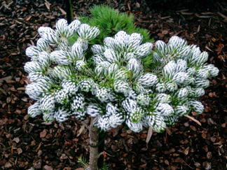Abies koreana Silberlocke/ Koreagran Silberlocke