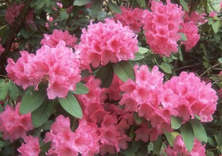 Rhododendron ' Anna Rose Whitney´