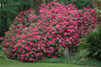 Rhododendron ' Anna Rose Whitney´