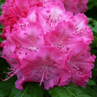Rhododendron ' Germania'