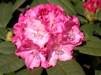 Rhododendron ' Germania'