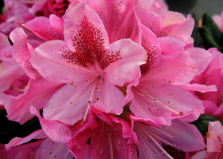 Rhododendron ' Cosmopolitan'