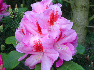 Rhododendron ' Furnivall´s Daughter'