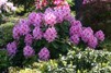 Rhododendron ' Furnivall´s Daughter'