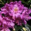 Rhododendron ' Goldflimmer'
