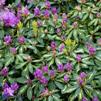 Rhododendron ' Goldflimmer'