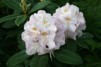 Rhododendron ' Gomer Waterer'