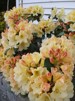 Rhododendron ' Horizon Monarch'