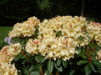 Rhododendron ' Horizon Monarch'