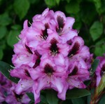 Rhododendron ' Kokardia'