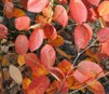 Amelanchier lamarckii/Prakthäggmispel
