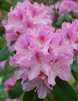 Rhododendron ' Cheer'