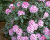 Rhododendron ' Cheer'