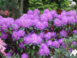 Rhododendron ' Alfred'