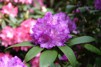 Rhododendron ' Alfred'